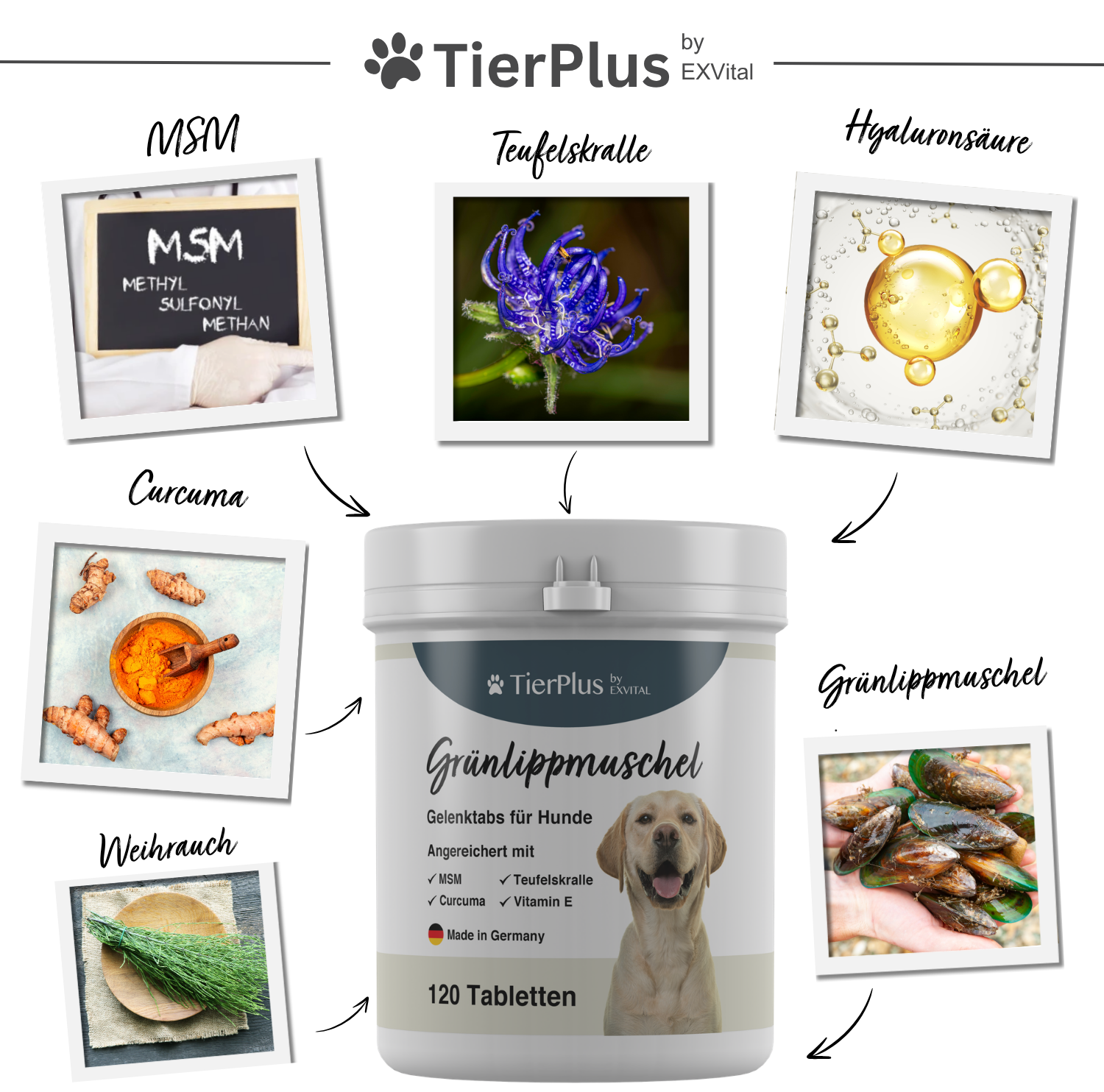 EXVital Grünlippmuschel Plus compresse cani 120 pz