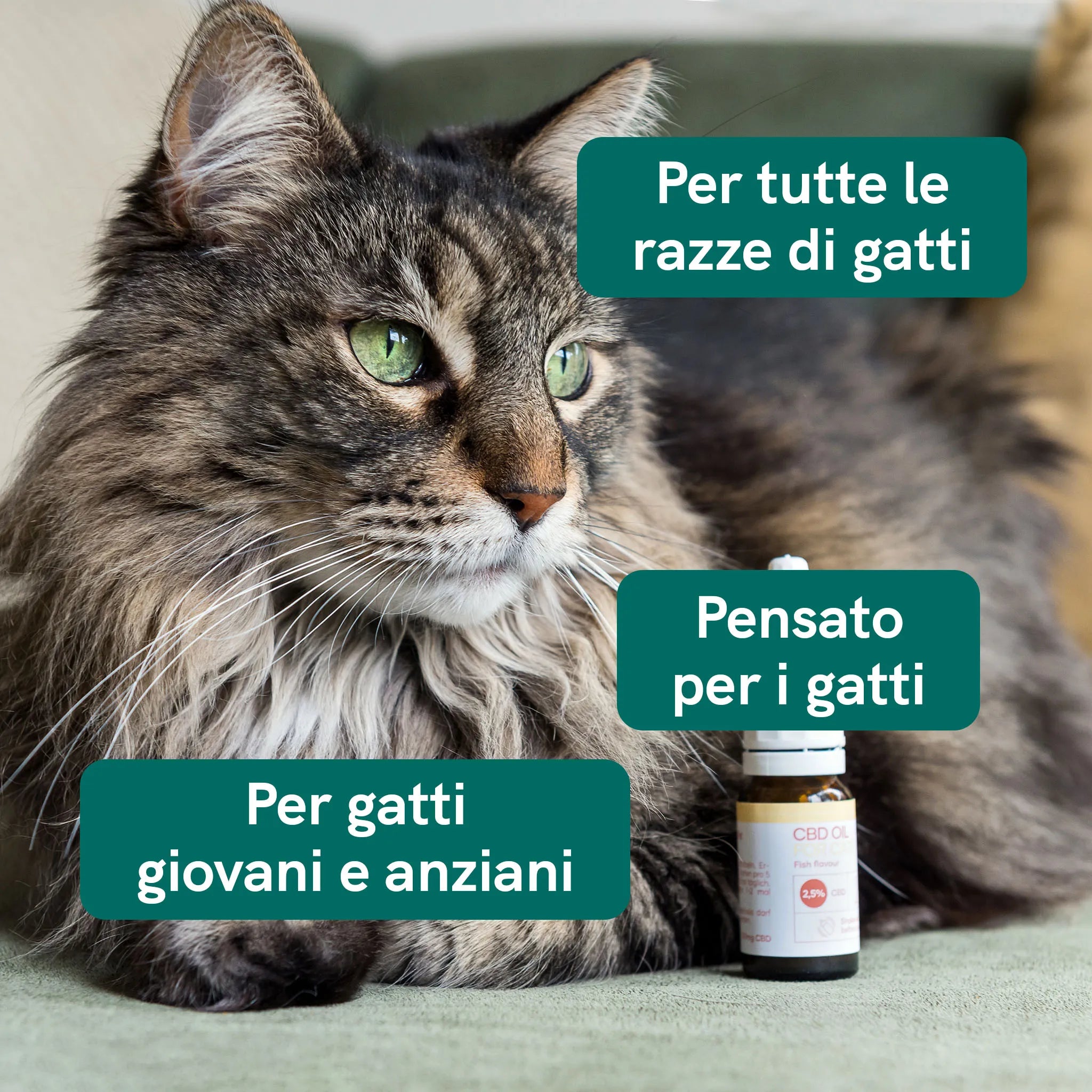 Nordic Oil Plus olio CBD gatti 2,5% 10ml gusto pesce