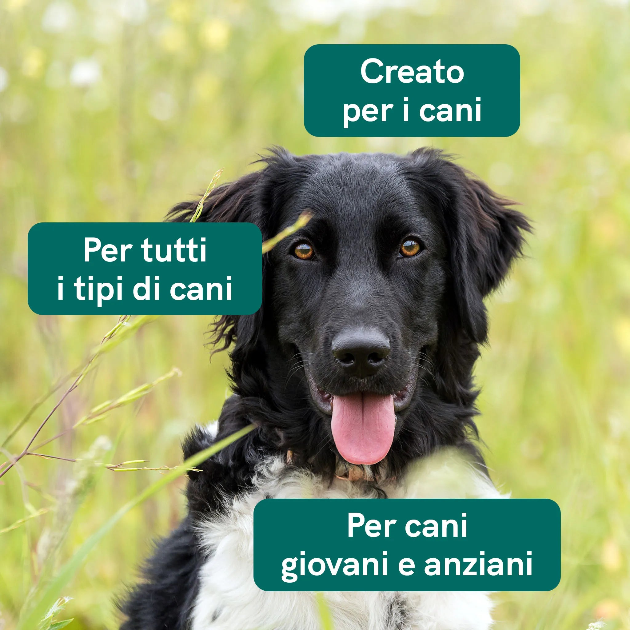 Nordic Oil CBD Oil Plus olio CBD cani 2,5% manzo 10ml