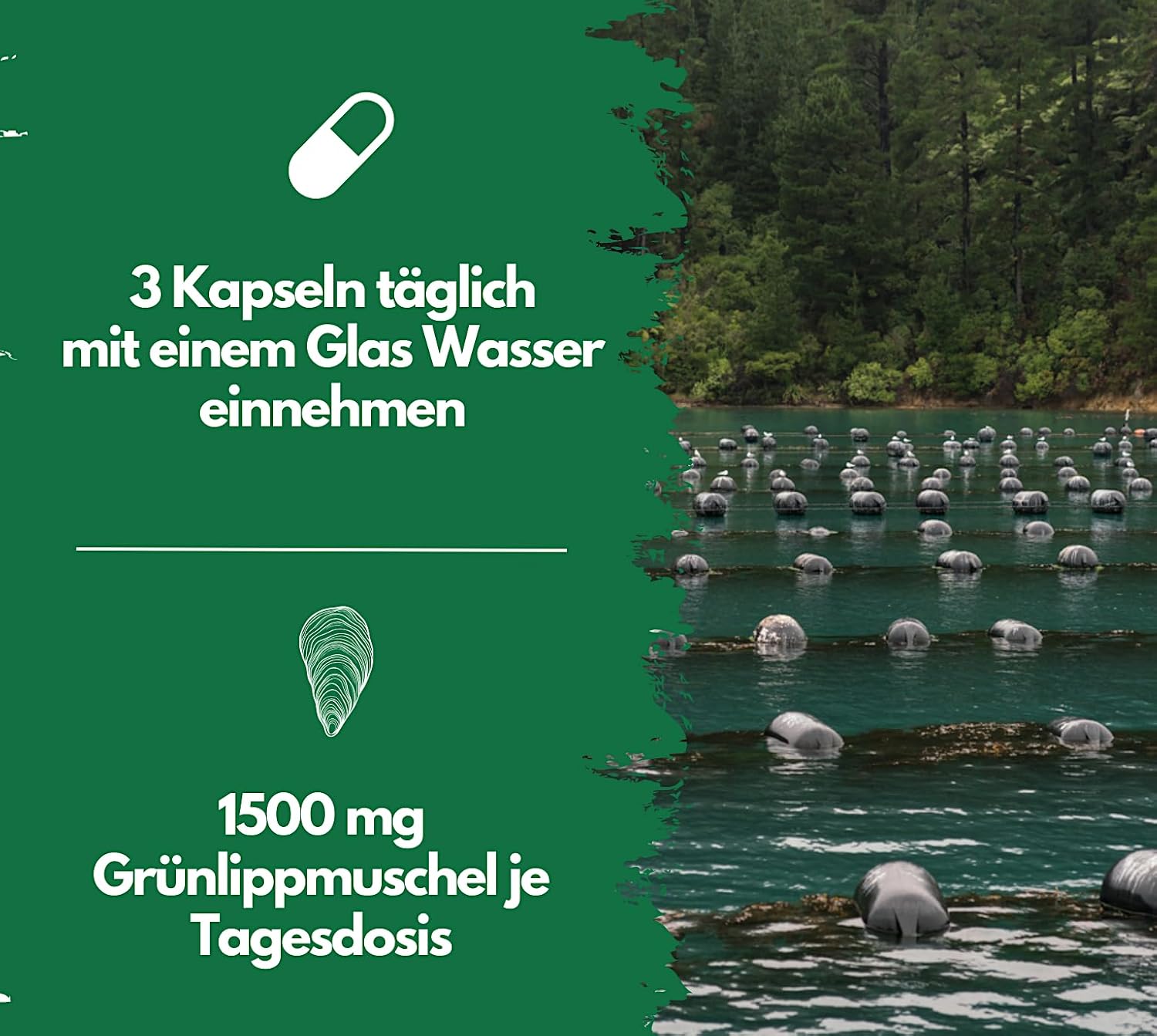 EXVital Cozze Verdi capsule 300 pezzi 500 mg neozelandesi