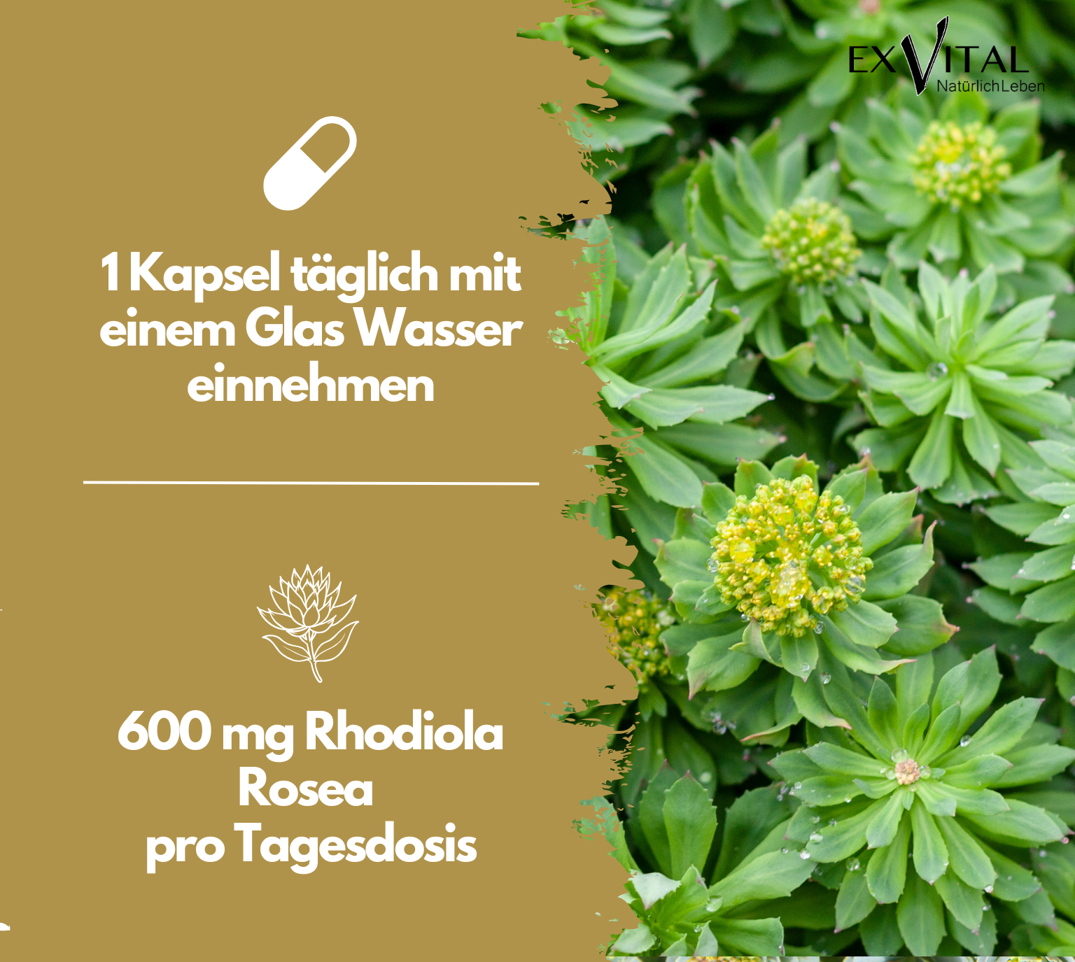 EXVital Rhodiola Rosea 180 capsule 600 mg estratto 10:1