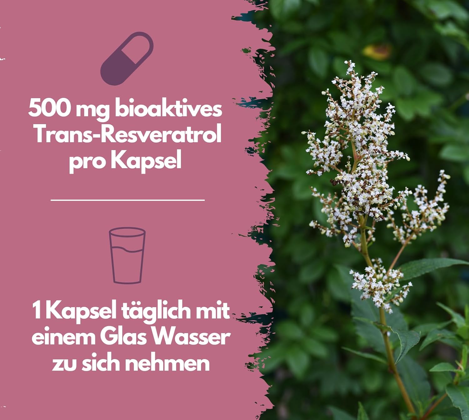 EXVital Beauty Resveratrol 500mg capsule 120 pz vegane