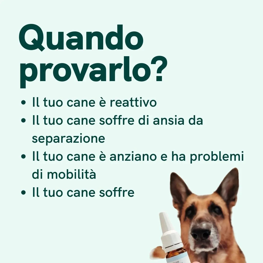 Nordic Oil CBD Oil Plus olio cani gusto manzo calmante