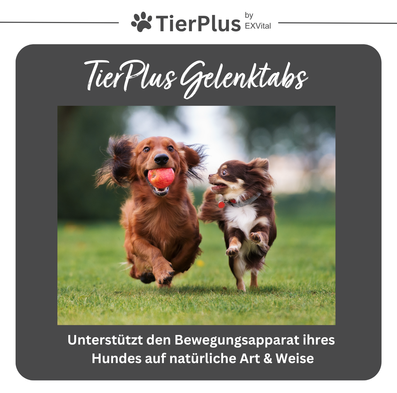 EXVital Grünlippmuschel Plus compresse cani 120 pz