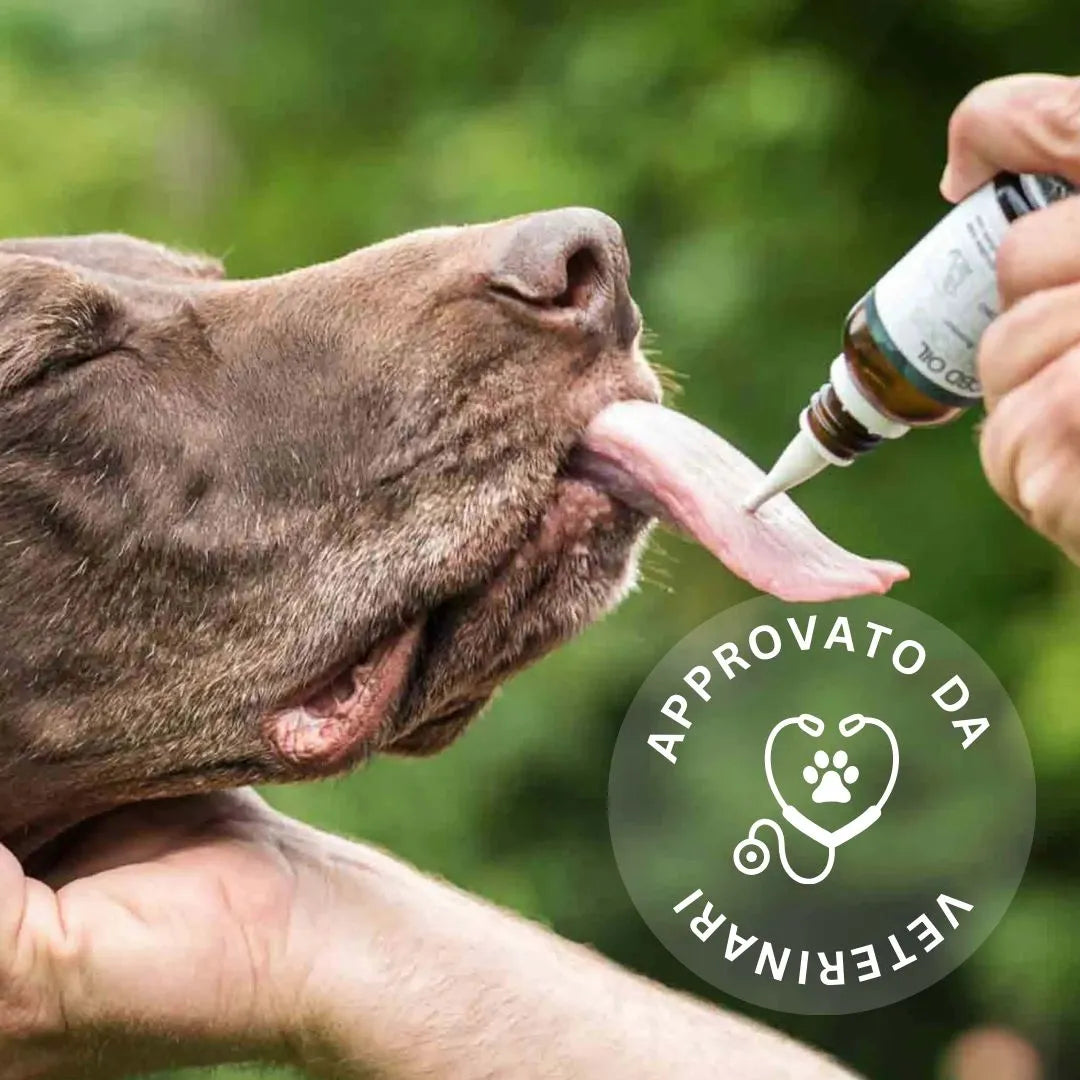 Nordic Oil CBD Oil Plus olio cani gusto manzo calmante
